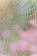 Spiderweb With Dew Drops