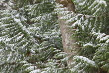 Snow Covered Western Red Cedar Tree Trunk