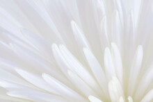 Detail Of A Chrysanthemum Flower