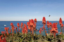 Red Desert Flowers Blooming At Seaside, La Jolla, California, USA