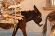 © SuperStock - Mexico, Guanajuato, San Miguel de Allende, Donkeys carrying firewood
