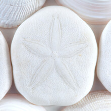 White Sand Dollar And Shells