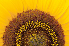 Sun Flower, Close-up