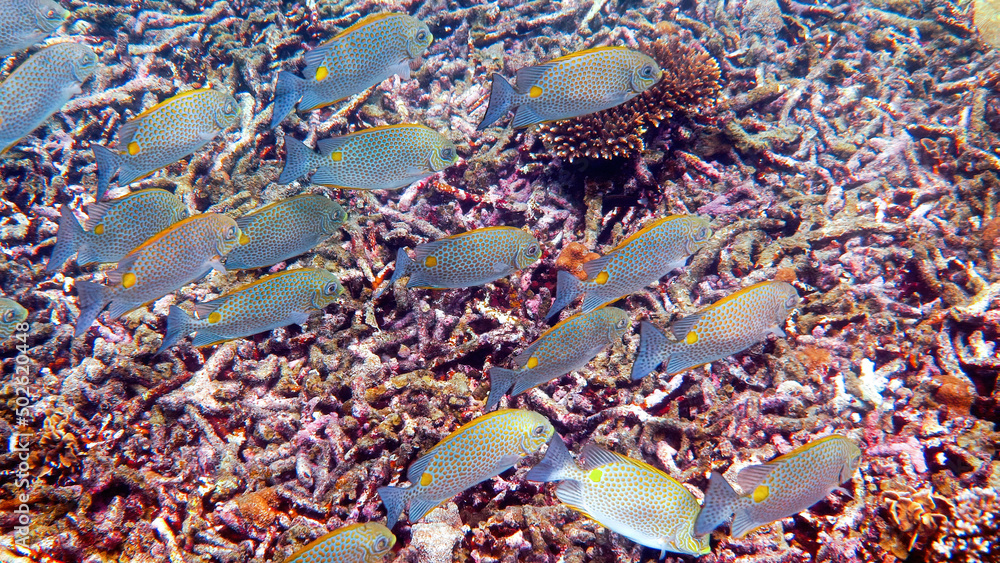 Stockfoto Underwater video of golden rabbitfish or Siganus guttatus ...