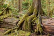 © SuperStock - Nurse log harboring a young western hemlock, Olympic National Park, Washington State, USA