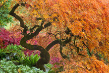 Japanese Maple (Acer Palmatum) Tree In Autumn