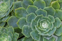Succulent Plant With Dew Drops