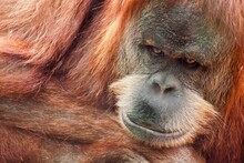 USA, California, San Diego Zoo, Orangutan