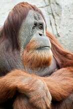USA, California, San Diego Zoo, Old Orangutan