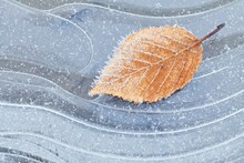 Frosty Leaf On Ice