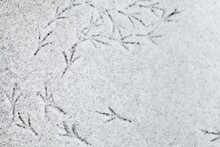 Detail Of Bird Tracks In Snow