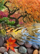 Stones, Rippled Pool And Japanese Maple Tree (digital Composite)