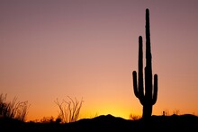 USA, Arizona, Tucson, Saguaro National Park, Saguaro Cactus At Sunset