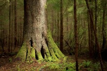 USA, Washington State, Big Sitka Spruce Tree, Near La Push
