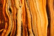 © SuperStock - Close-up of a details of a pine tree, Ancient Bristlecone Pine Forest, White Mountains Wilderness, Inyo National Forest, California, USA