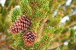 © SuperStock - Bristlecone Pinecones on a tree, Ancient Bristlecone Pine Forest, White Mountains Wilderness, Inyo National Forest, California, USA