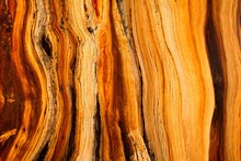 Close-up Of A Details Of A Pine Tree, Ancient Bristlecone Pine Forest, White Mountains Wilderness, Inyo National Forest, California, USA
