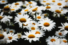Close-up Of Common Daisy (Bellis Perennis) Flowers
