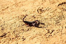 Close-up Of An Aggressive Scorpion On Sand