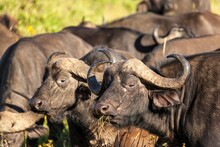 Herd Of Cape Buffaloes (Syncerus Caffer)
