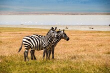 Pair Of Burchell's Zebras (Equus Quagga Burchellii) In A Wilderness Area, Serengeti National Park, Tanzania