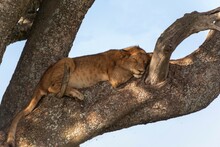 Lion Cub (Panthera Leo) Sleeping On A Tree, Serengeti National Park, Tanzania