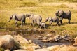 African elephants (Loxodonta africana) drinking water in a river, Serengeti National Park, Tanzania