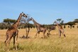Giraffes (Giraffa camelopardalis) on the savannah plains, Serengeti National Park, Tanzania