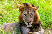 African Lion (Panthera Leo) Resting In A Field, Tanzania