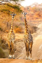 Giraffes (Giraffa Camelopardalis) In A Field, Serengeti National Park, Tanzania