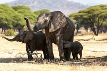 African Elephant (Loxodonta Africana) Cow With Its Calves In A Forest, Serengeti National Park, Tanzania