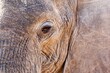 © SuperStock - Close-up of an African elephant's (Loxodonta africana) eye