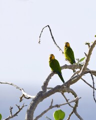 Two Brown-throated Parakeet with green back and yellow face sitting on tree branch