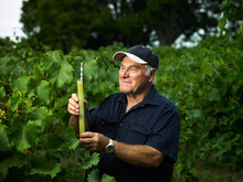 Winegrower Testing Sugar Levels In Grape Juice Amongst Grapevines In Vineyard