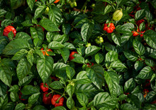 Habanero Chilli Plant With Red And Green Chillies