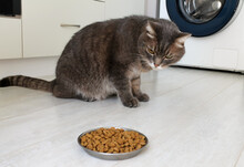 A Domestic Gray Cat With Different Eyes Refuses To Eat Dry Food. Poor-quality Cat Food, Feline Diseases And Poor Appetite.