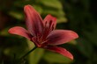 Piękna czerwona lilia azjatycka w pełnym rozkwicie