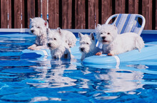 West Highland White Terriers Outdoors On Floaties In Pool