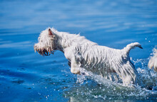 West Highland White Terrier Running Through Water