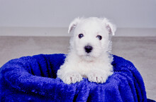 West Highland White Terrier Puppy On Blue Blanket