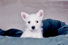 West Highland White Terrier Puppy On Green Blanket