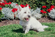 © SuperStock - West Highland White Terrier sitting in front of red and white flowers