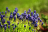 Fototapeta Kwiaty - Fioletowe szafirki kwiaty ogrodowe na zielonym rozmytym tle