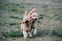 Two Goldendoodles Playing With Large Stick In Field