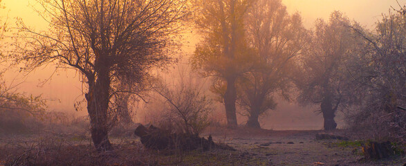 spooky dark autumn landscape showing forest in mist