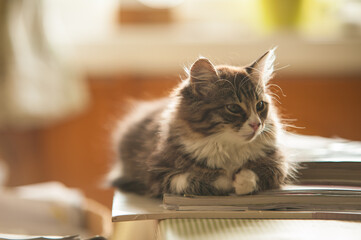 Wall Mural - Fine furry cat on magazines on a table.