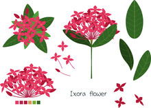 Red Ixora (Ixora Chinensis) Flowers Bloom. Flower Element With White Background. Flat Design.