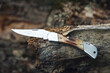 Forest sharp knife in pine tree