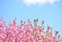 Blooming Cherry Pink Flowers Against Sky
