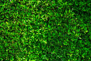 Wall Mural - green foliage texture, leaf nature background.	